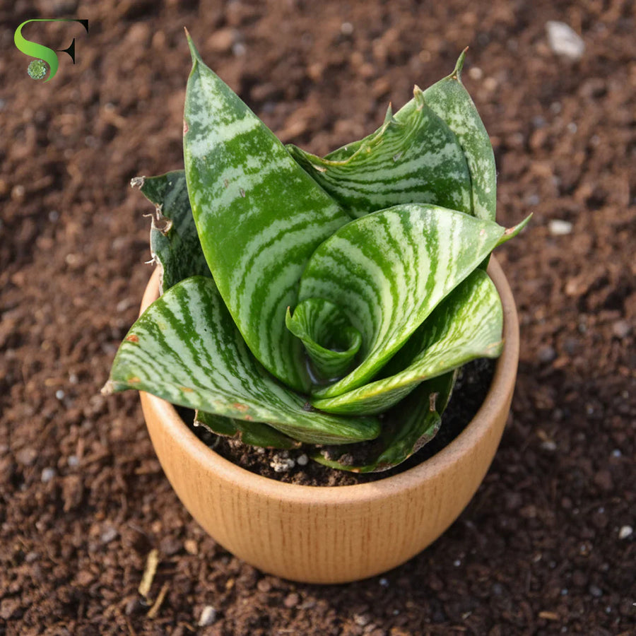 Snake Plant