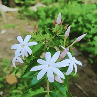 Jasmine Flowering Plant