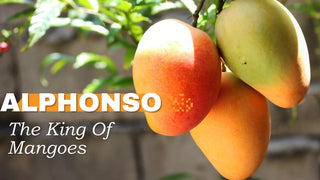 Alphonso Mango Tree