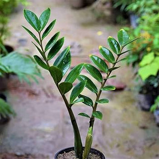ZZ Plant