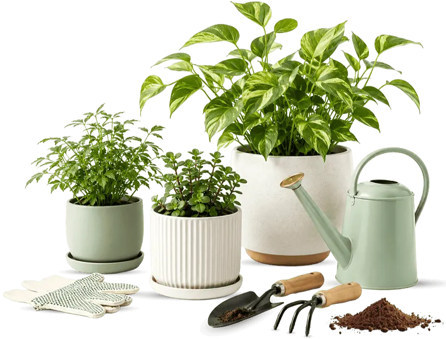 Tending potted plants at home